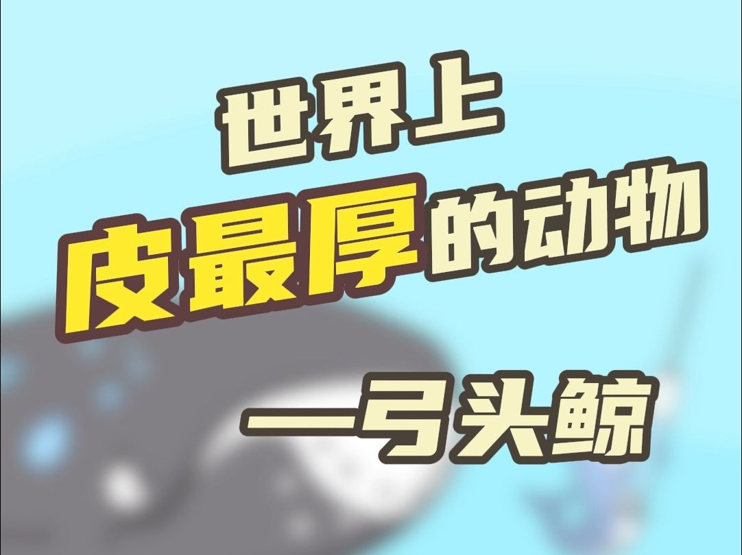 世界上脸皮最厚的动物哔哩哔哩bilibili