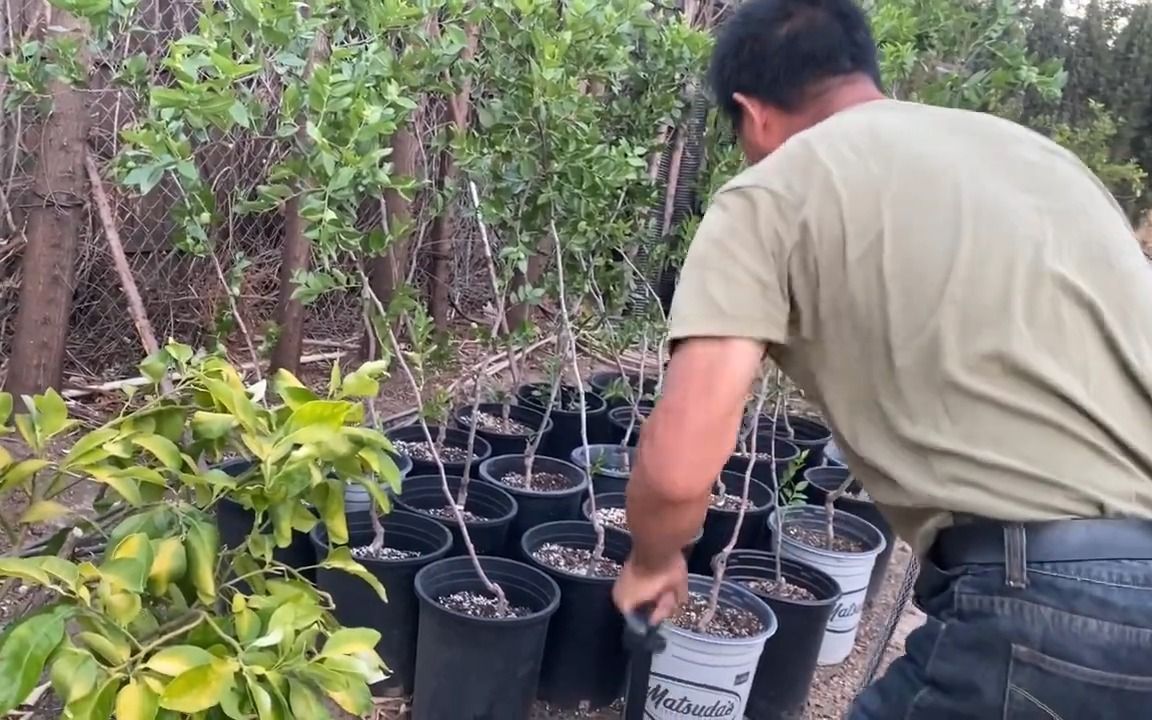 [图]枣树保花保果必备方法,The essential method of jujube tree to preserve flowers and fruits