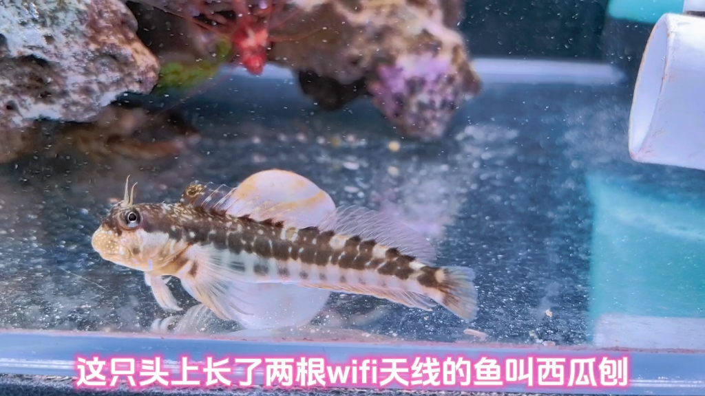 又瞎又虎的虾虎鱼——西瓜刨与拳击蟹小姐的罗曼史