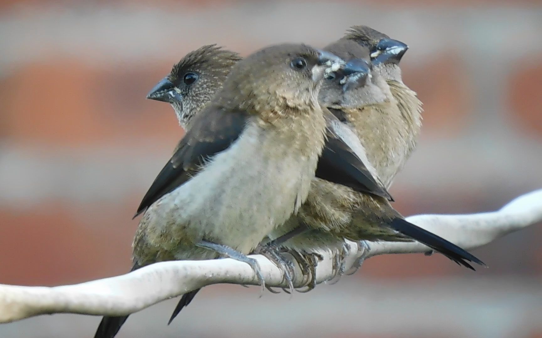 四只白腰文鸟亚成鸟