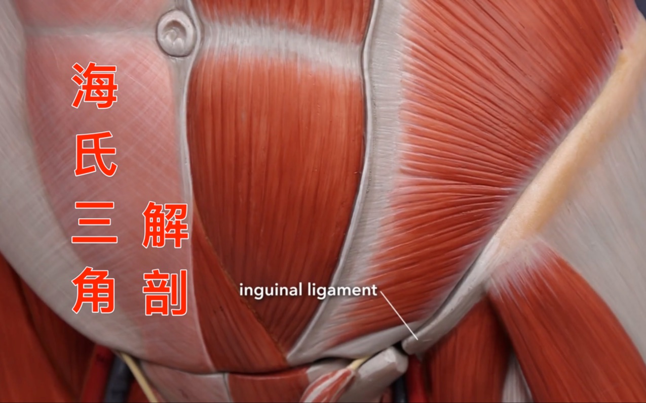 [图]【解剖】海氏三角/腹股沟三角Hesselbach triangle (inguinal triangle) anatomy