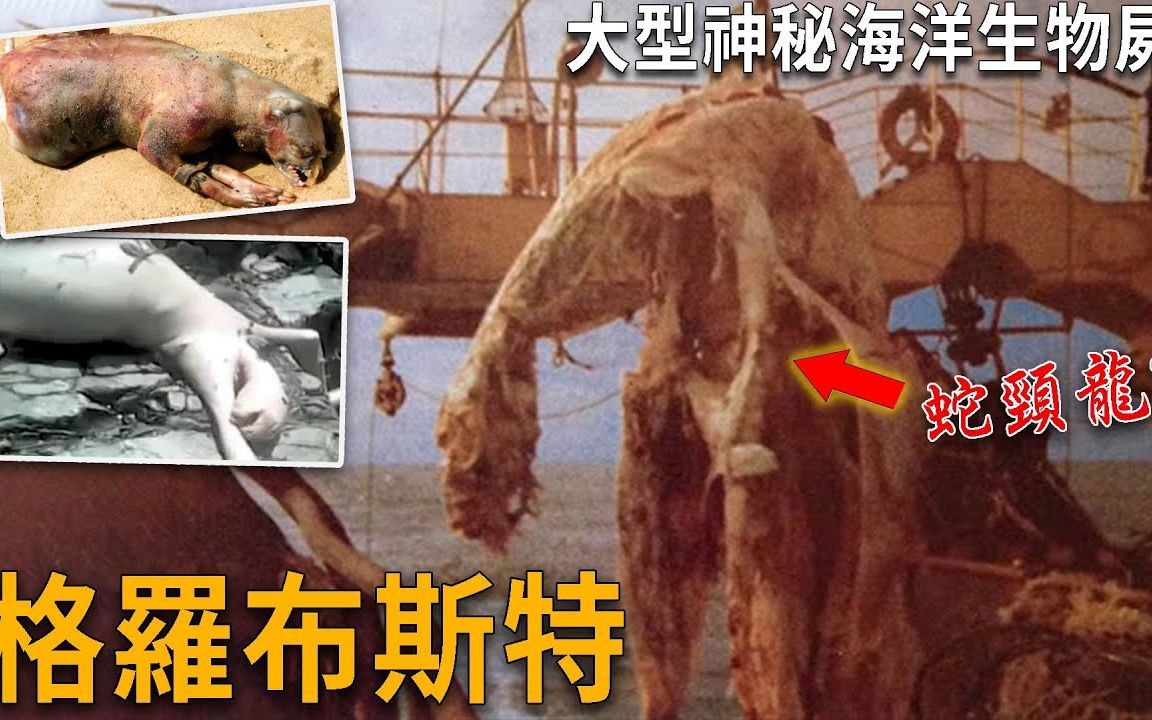 格罗布斯特Globster大型神秘海洋生物尸体,1977年日本瑞洋丸号捕捞到疑似蛇颈龙遗骸、2008年美国长岛蒙托克怪物、2009年巴拿马怪物.|搬运哔哩哔...