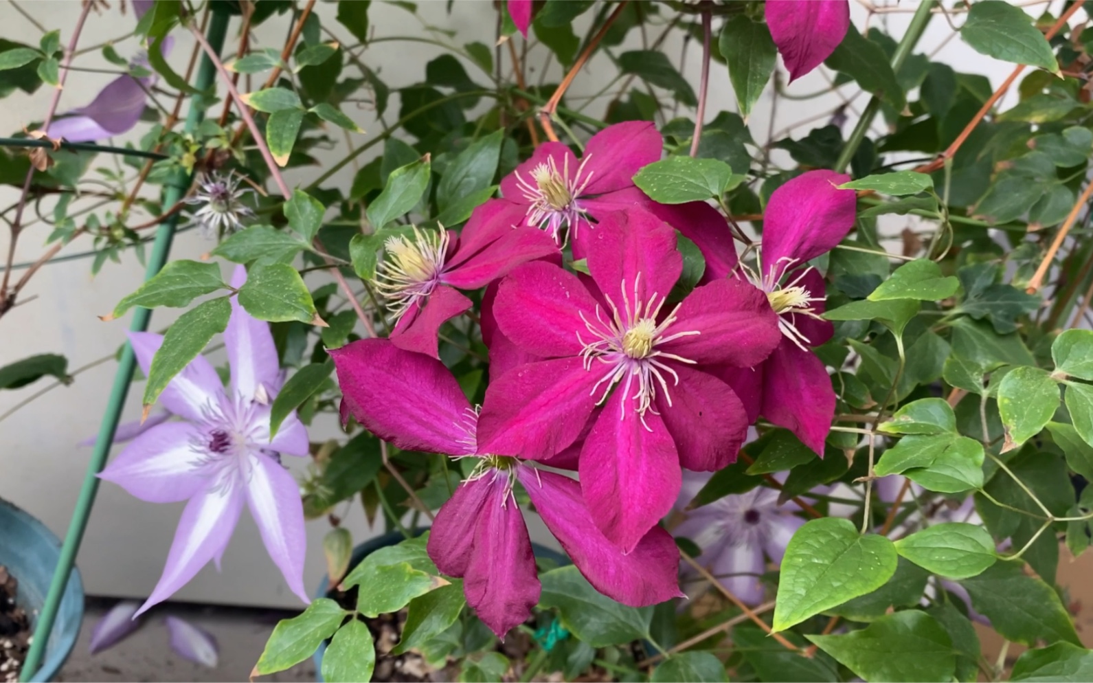 孤舟幽梦铁线莲瑞贝卡蓝光乌托邦