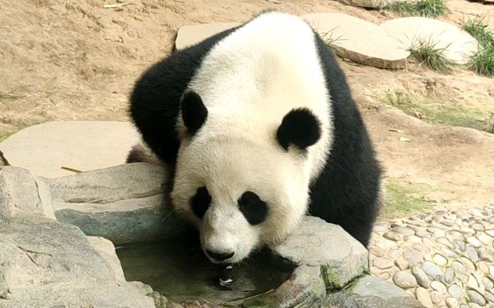 【大熊猫文惠】小冰豆儿喝水_哔哩哔哩 (゜-゜)つロ 干杯~-bilibili