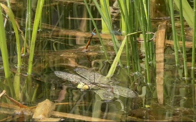 【搬运】大冠欧螈进食蜻蜓