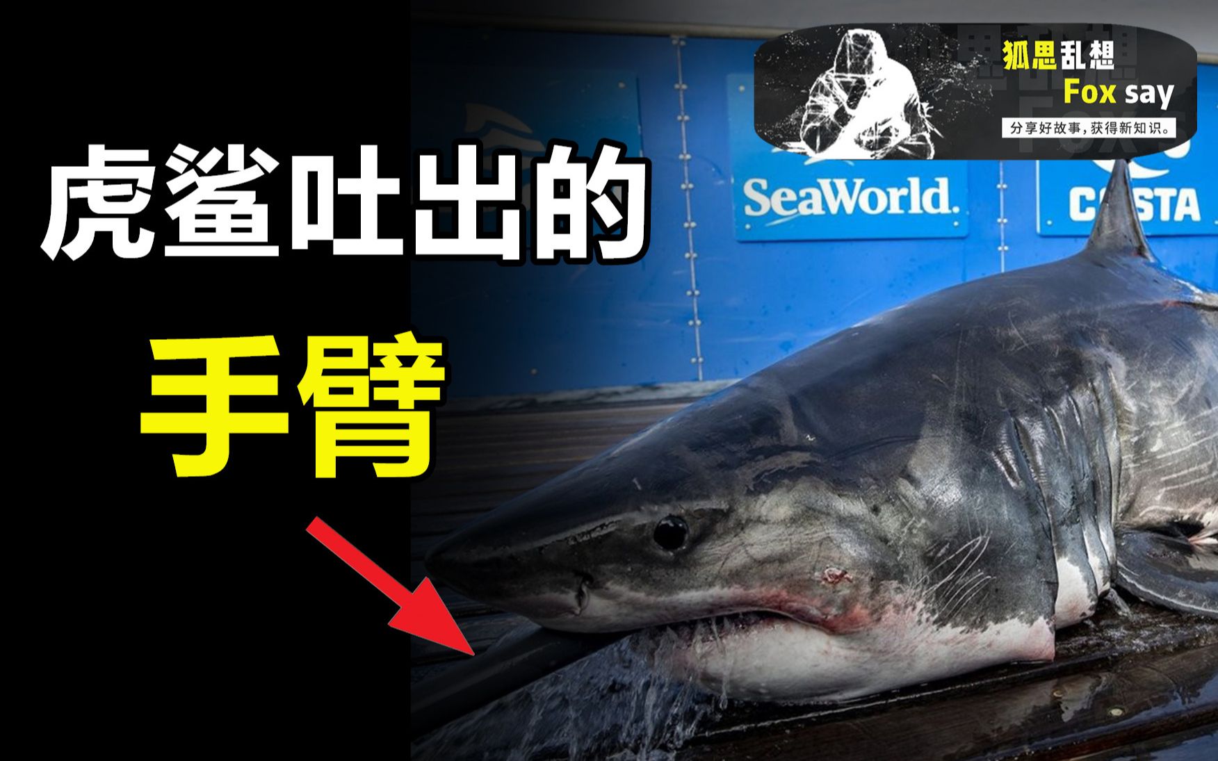 鲨鱼吐出人类手臂竟牵出一桩诡异悬案从没袭击过人类的鲨鱼是怎么吃进