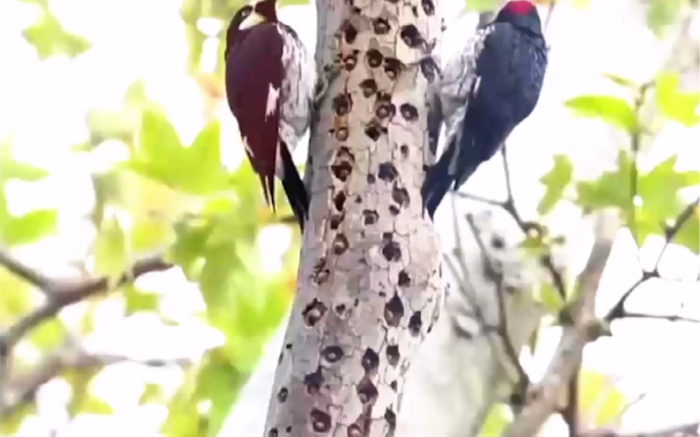 [图]啄木鸟的羽毛