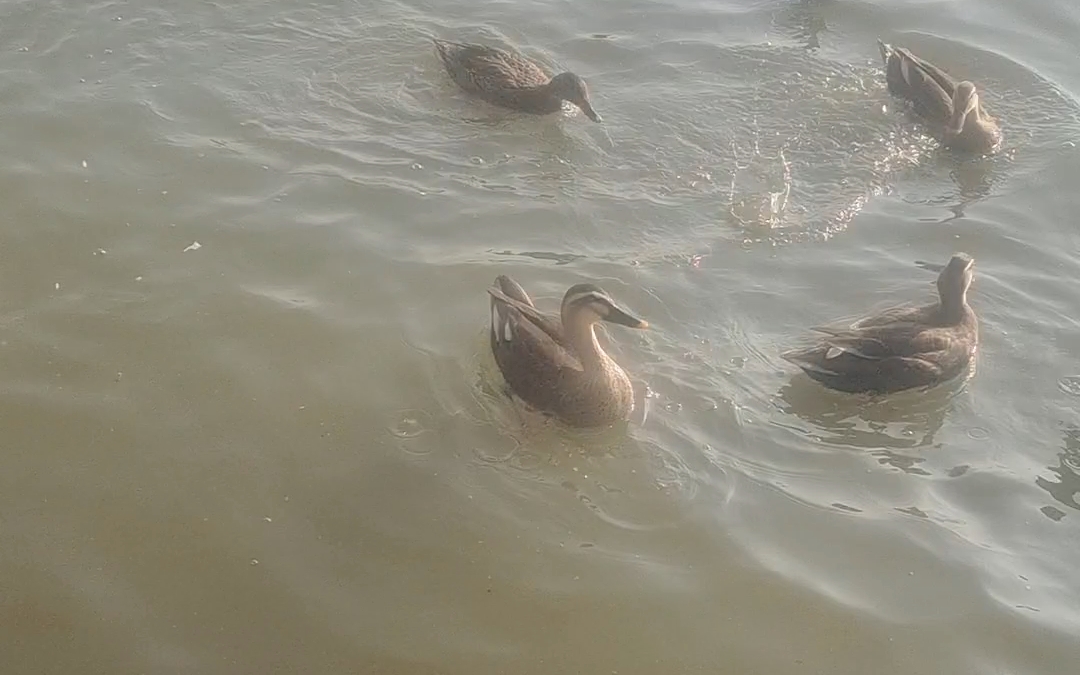 杭州西湖里的野鸭