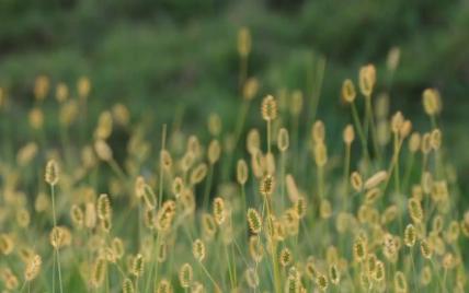 [图]被子植物：再见了妈妈今晚我就要远航