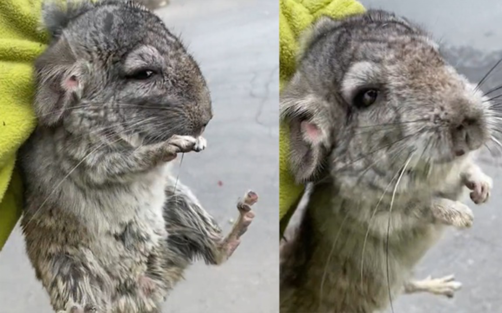 女生路边捡到"小兔子",拎起来一看一脸萌样像老鼠,网友:发财了