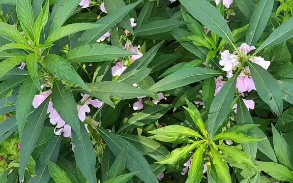 【植物科普】凤仙花:凤仙花科凤仙花属草本植物.习称指甲花.哔哩哔哩bilibili