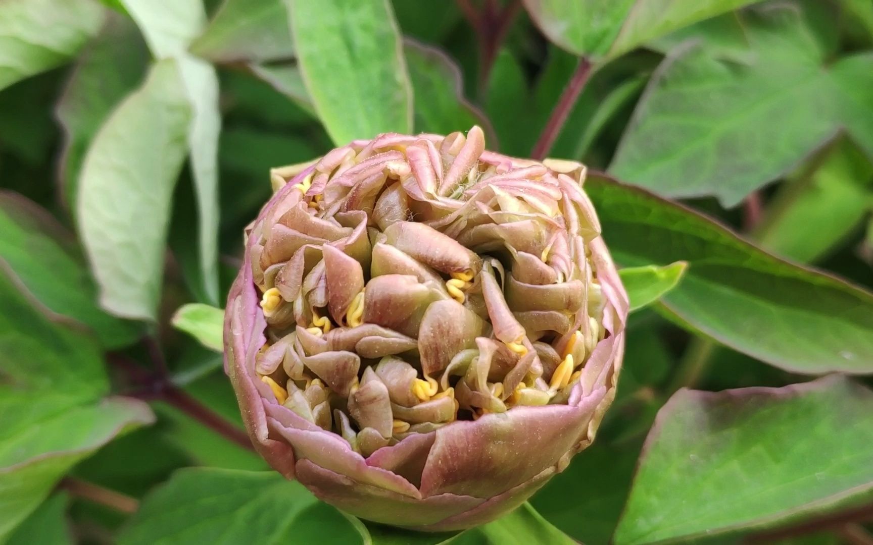 [图]牡丹初开粉紫白，黄刺玫。辛丑谷雨前四日。古筝《春有百花》