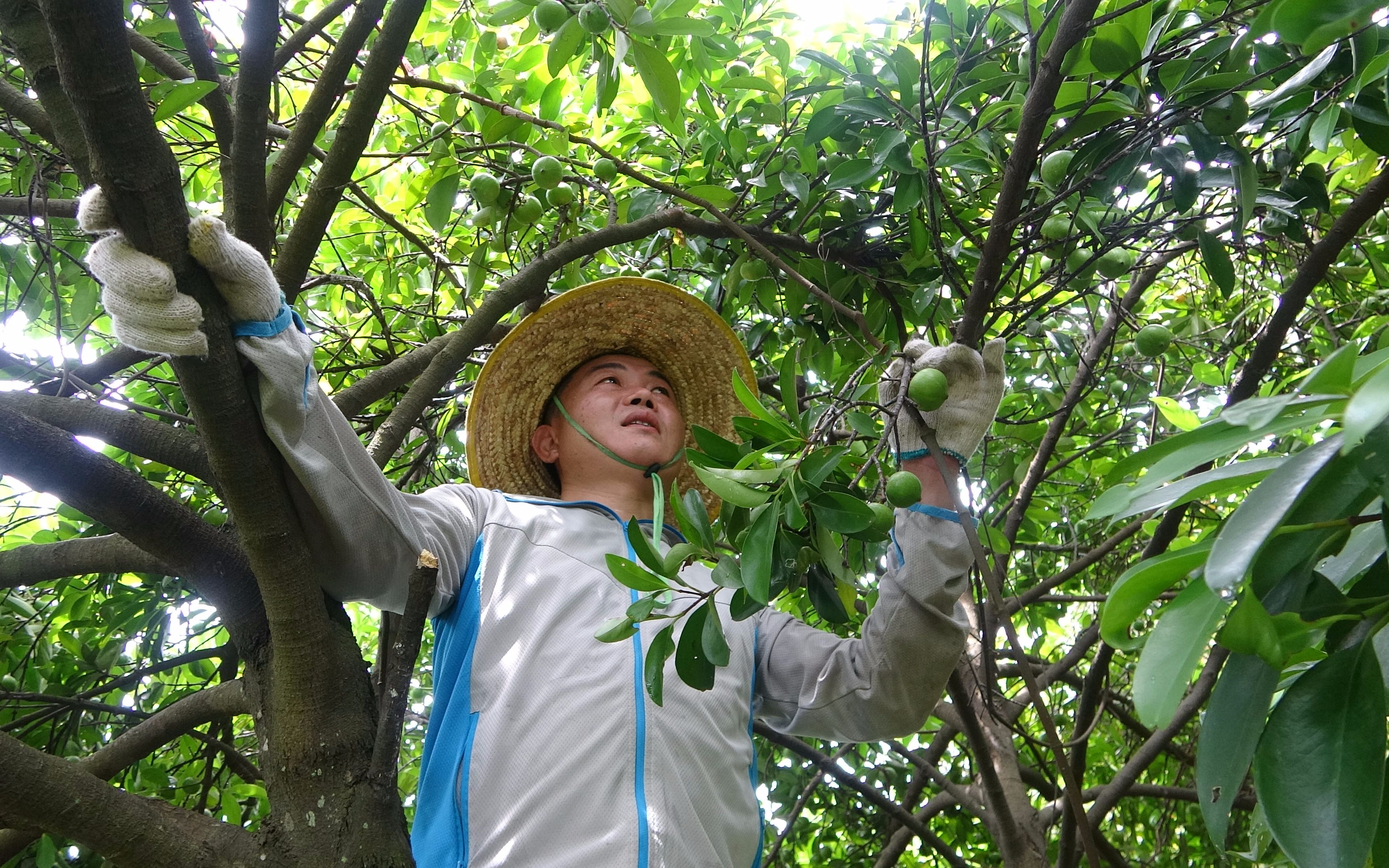 老林上山摘罗汉果,偶遇一棵野生山竹,满树都是果,最少有五百斤