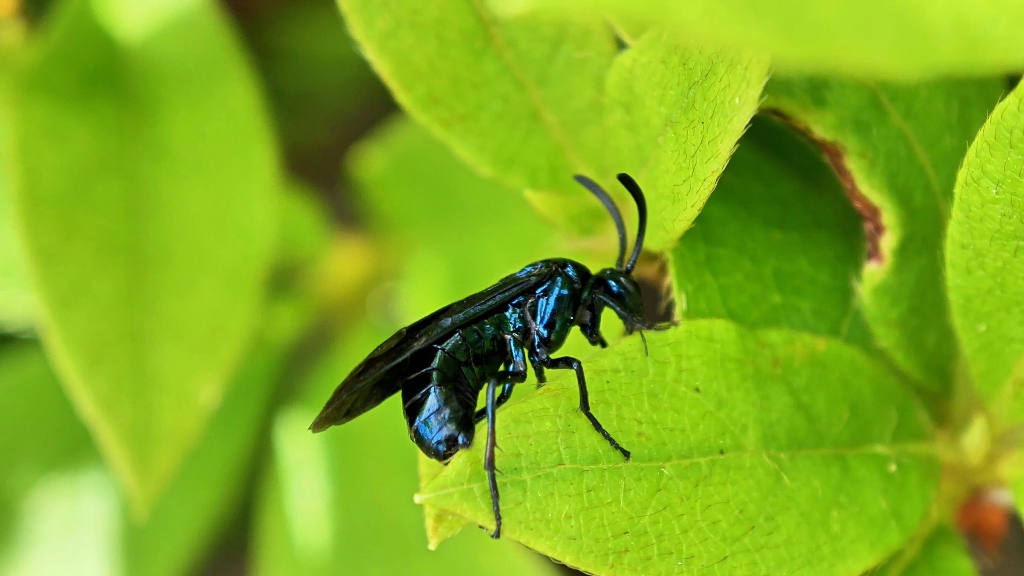 [4k]杜鹃三节叶蜂 arge similis