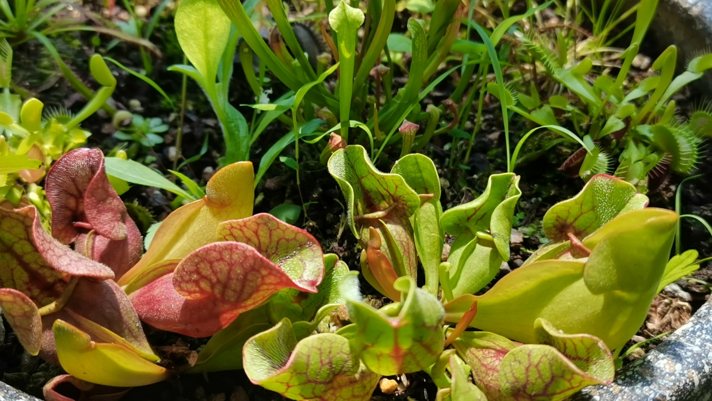 瓶子草食虫植物