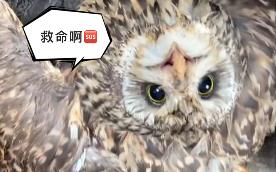 救命,这只猫头鹰会倒挂