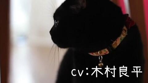 熟 治愈 木村良平的可爱猫猫talk 哔哩哔哩