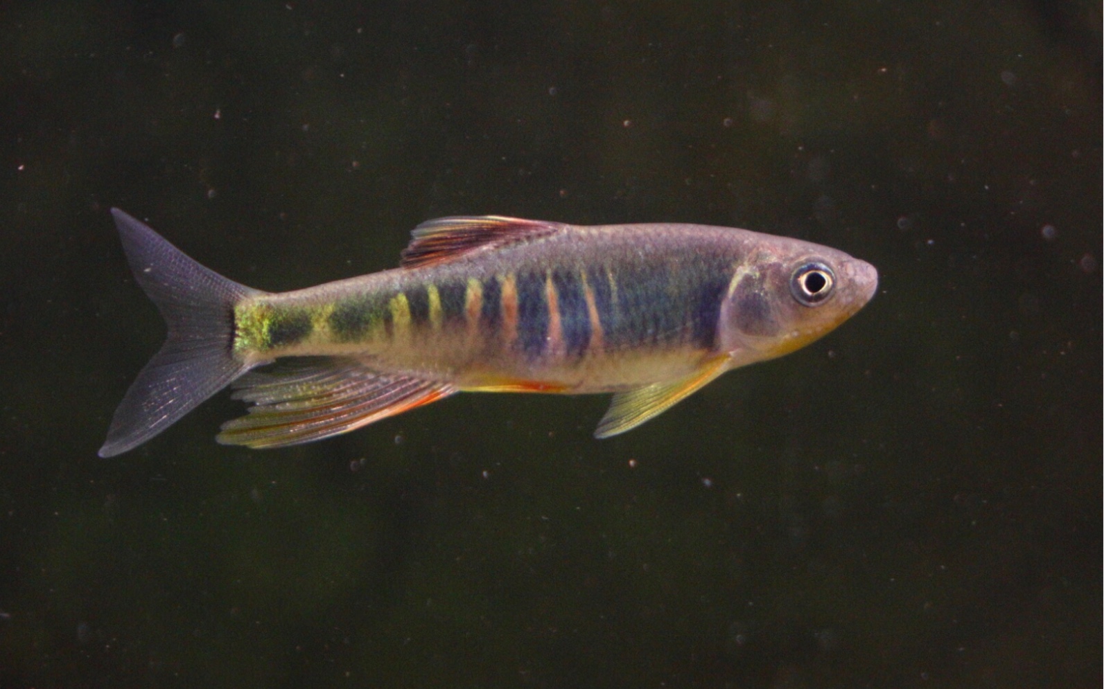 活动  【类高屏鱲】小体型,梦幻体色