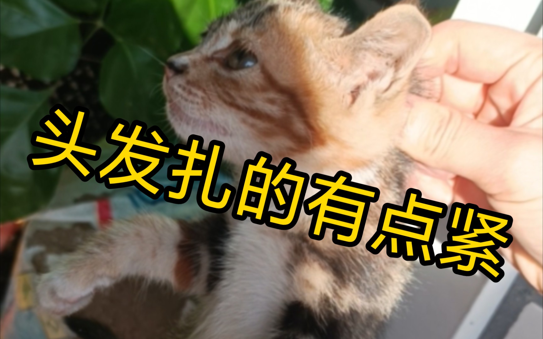 扼住命运的咽喉