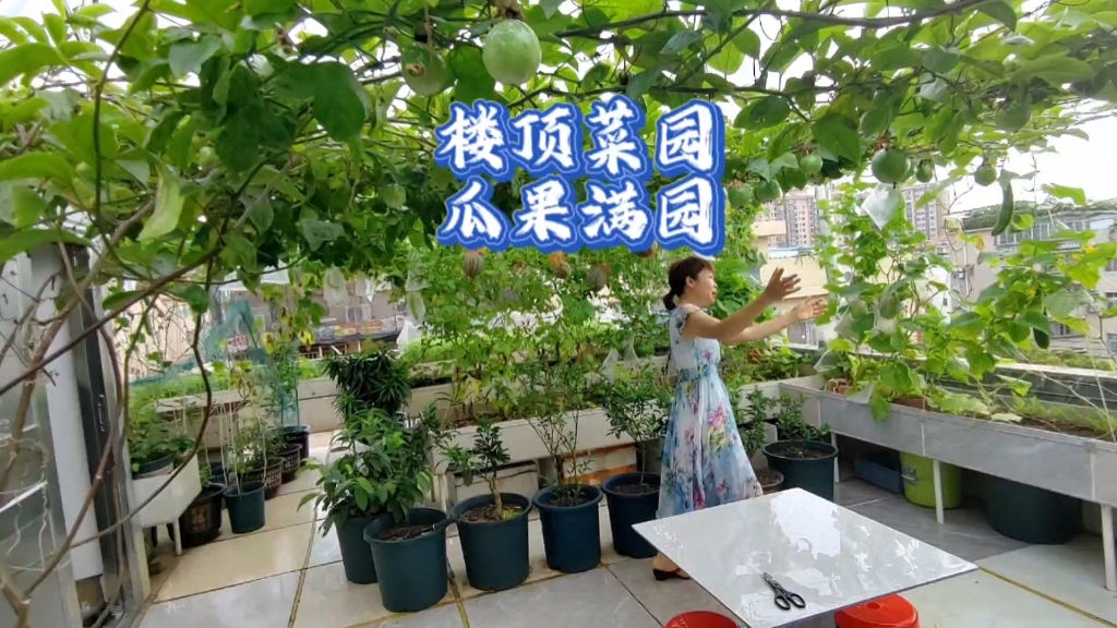 楼顶夏天种菜如何防高温?看三妹家楼顶菜园瓜果满园,阴凉一夏
