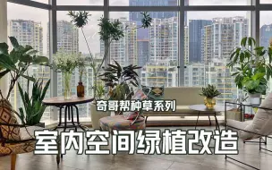 Download Video: 有绿植的办公空间更惬意，植物软装搭配分享