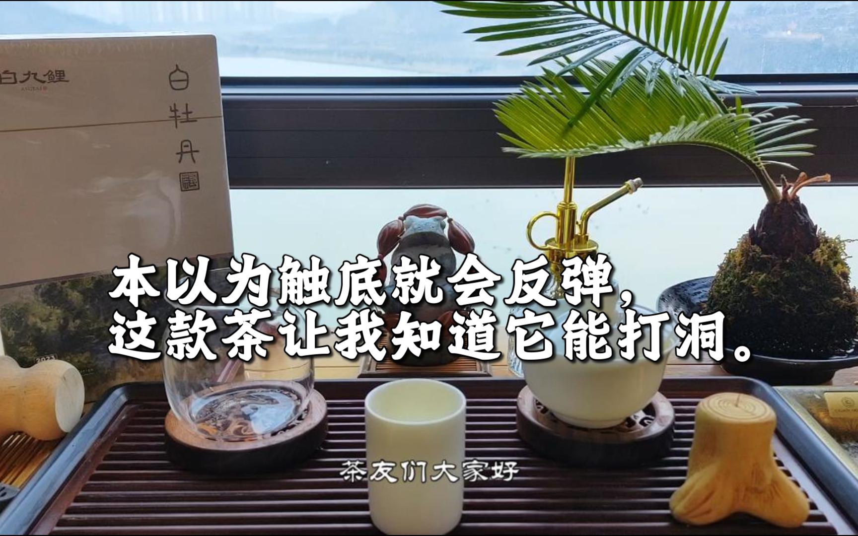 测评茶友寄样:政和三级牡丹龙珠/(很糟糕)哔哩哔哩bilibili