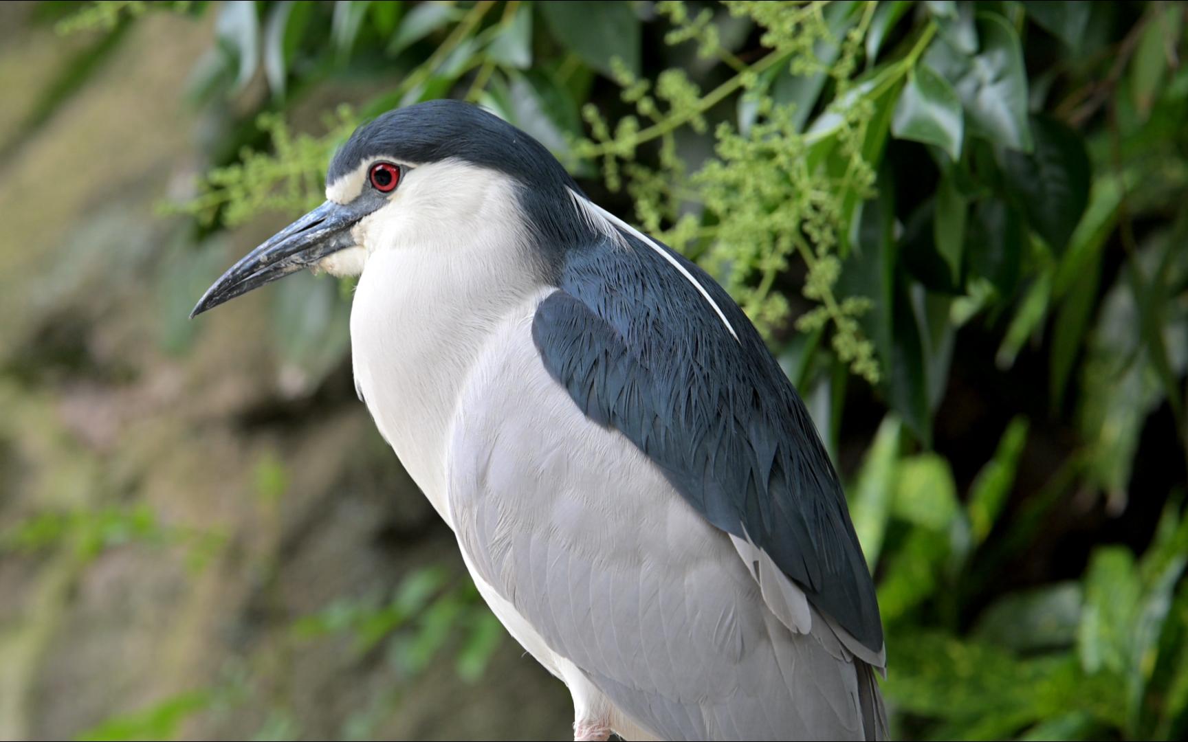夜鹭,你还说自己不是企鹅?