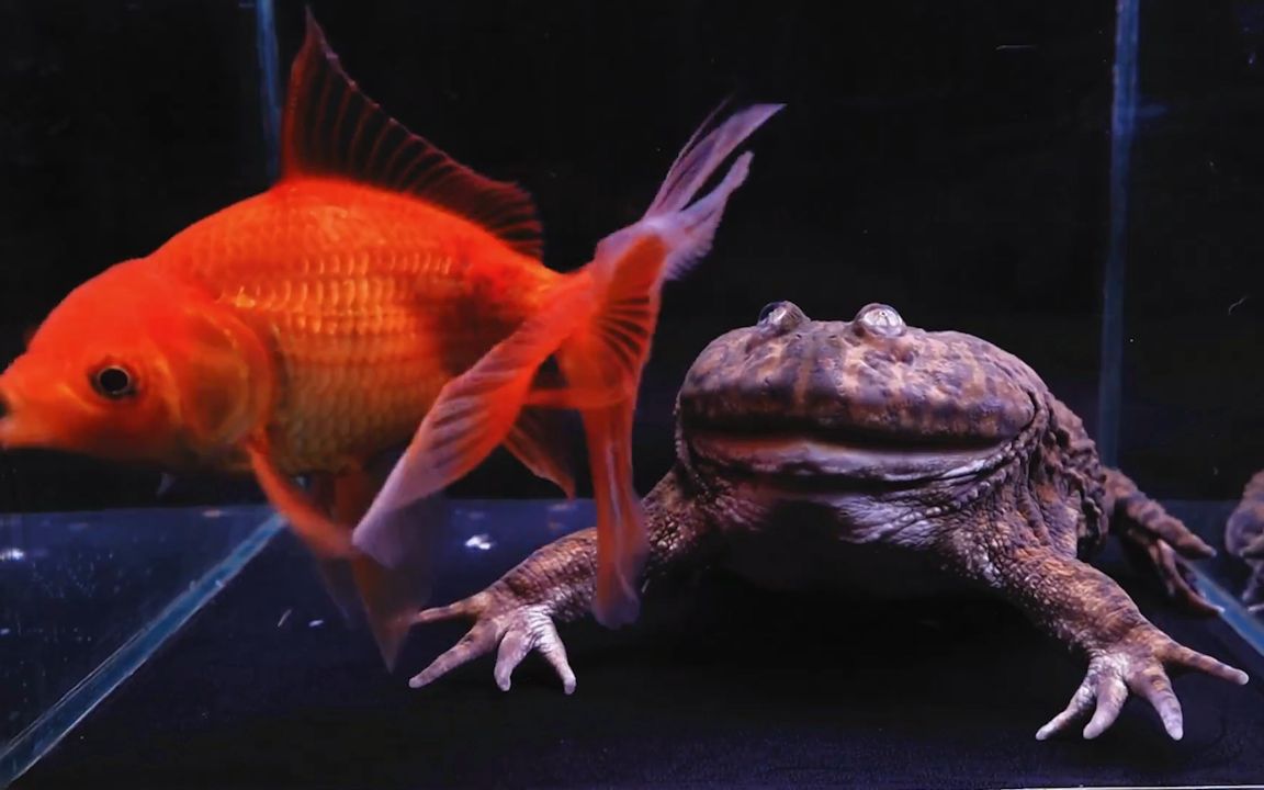 当小丑蛙对金鱼起了杀心时