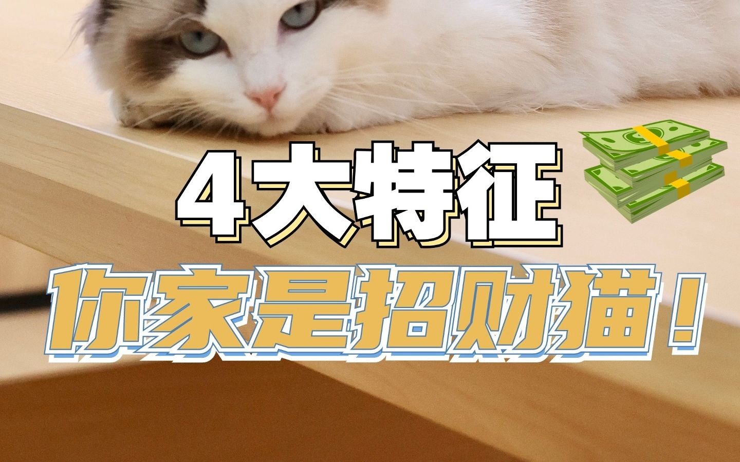 有这4大特征的才是真正的“招财猫”,快看看你家的猫中了几条?哔哩哔哩bilibili