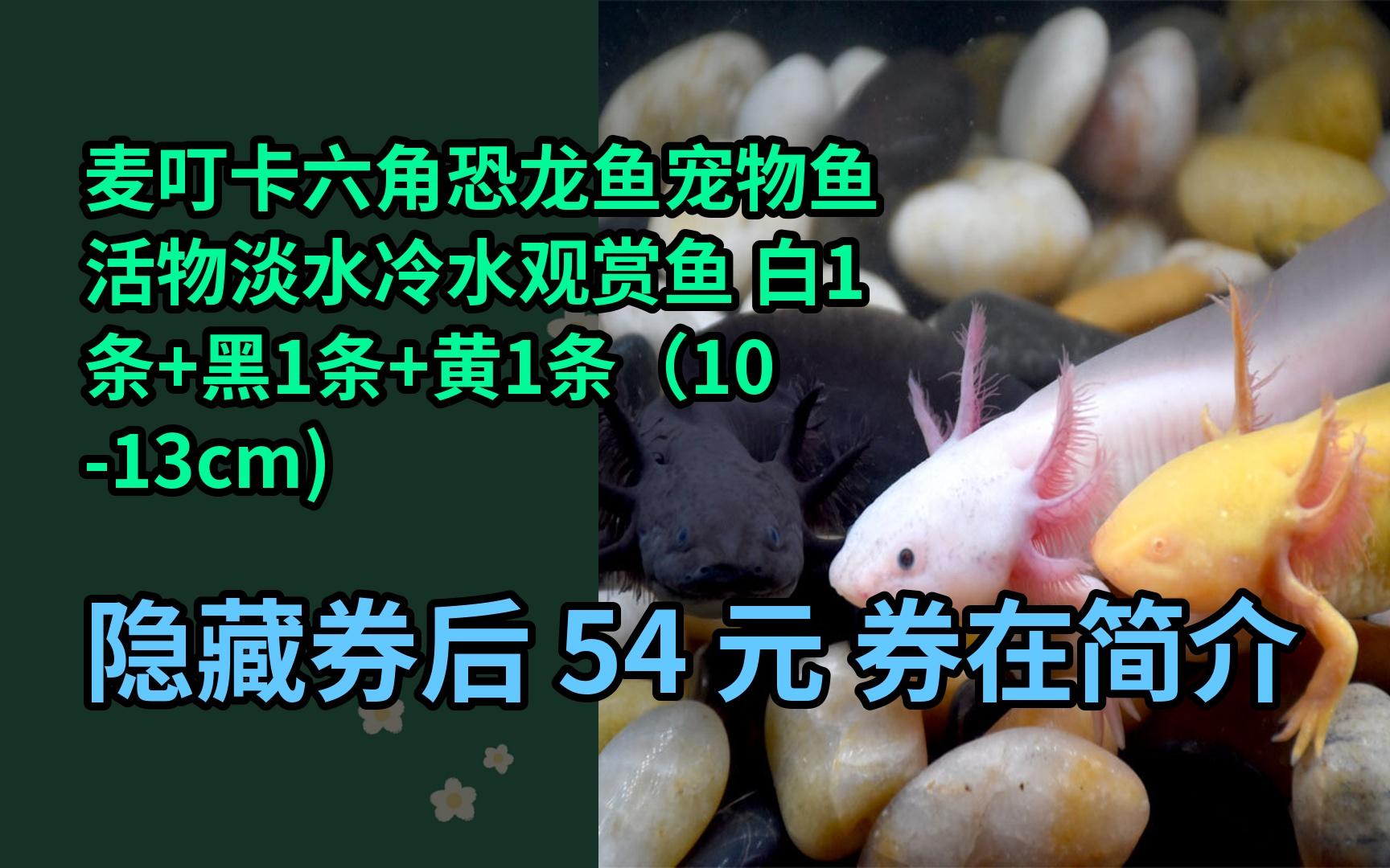 【限05时券】麦叮卡六角恐龙鱼宠物鱼活物淡水冷水观赏鱼 白1条 黑1