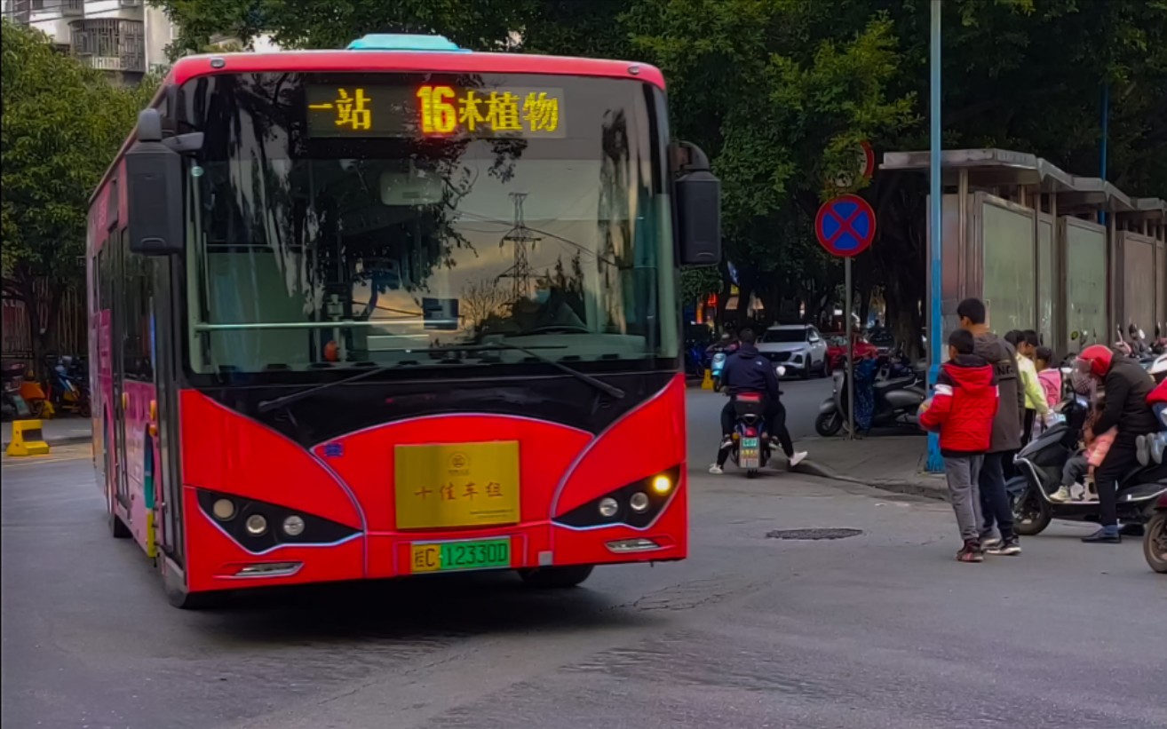 【pov】园林奇峰·金鸡朝阳 桂林公交16路「公交东环车场63园林植物