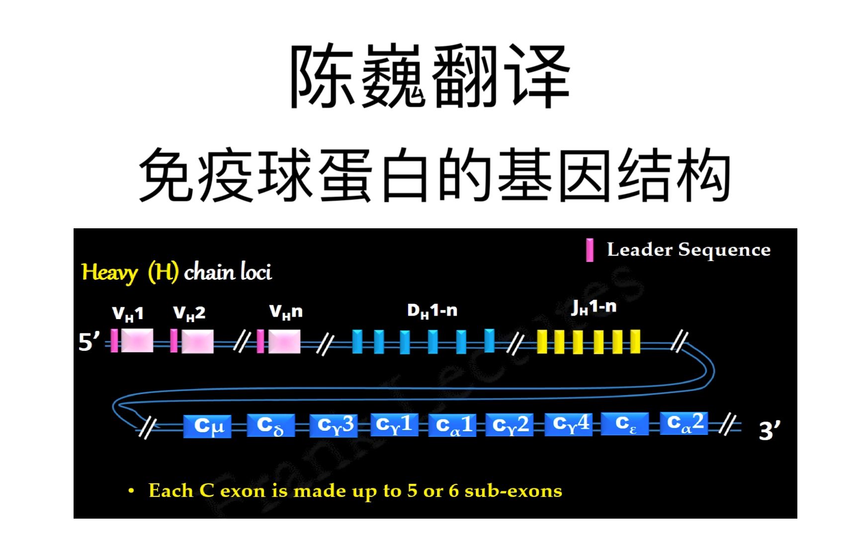 【陈巍翻译】免疫球蛋白的基因结构哔哩哔哩bilibili