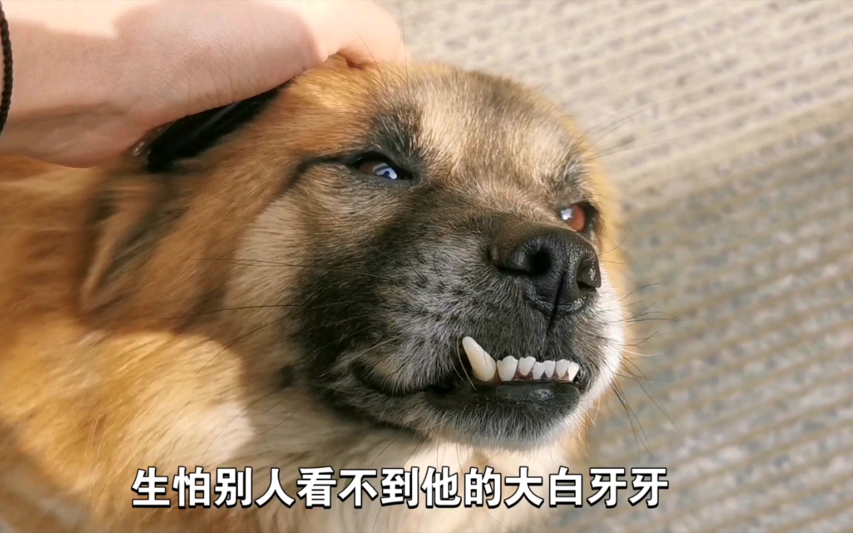 每日一狗 之 地包天小狗