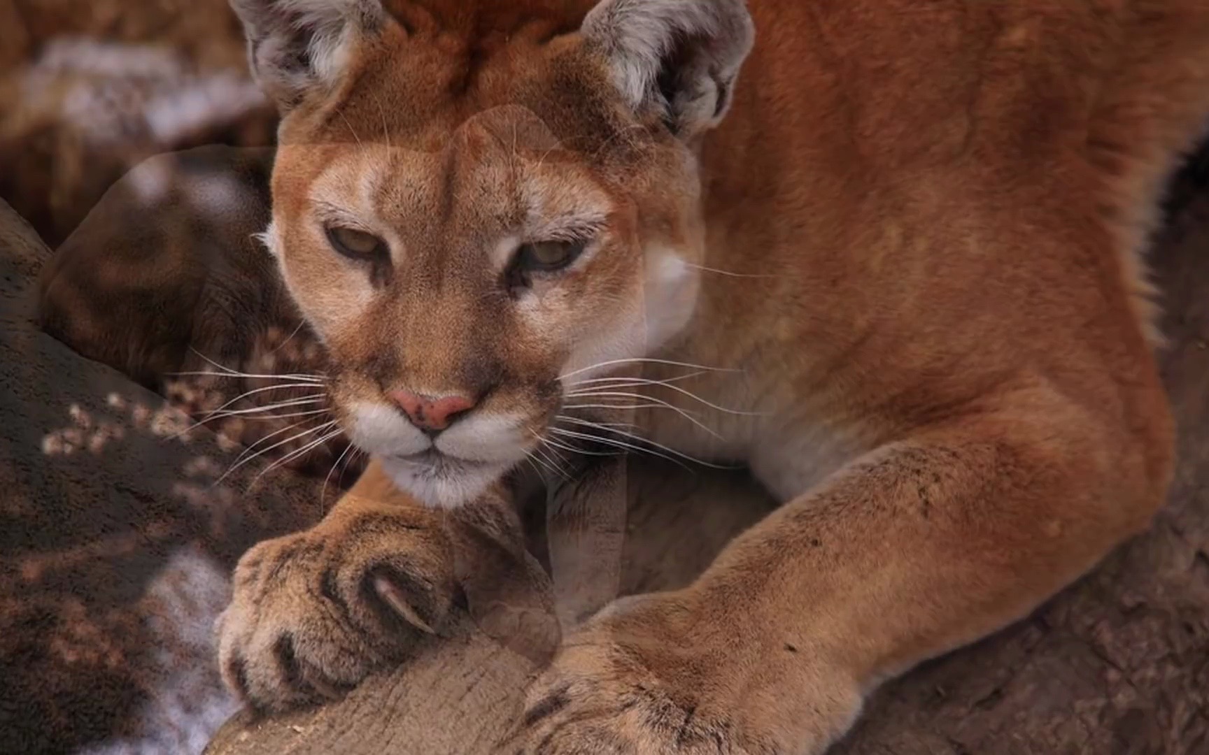 [图]All big cat sounds 大猫的吼