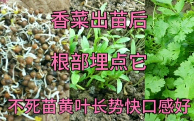 香菜出苗后怎样浇水施肥好?学会这招,苗活的稳长势快口感好哔哩哔哩bilibili