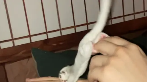 【蜜袋鼯】小蜜是不是都喜欢被甩甩……