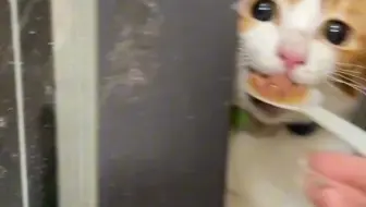 豪猫，光喊不打人