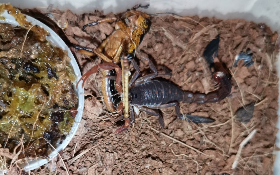 每期一蝎008独臂卷帘大将印度狼蝎lychastricarinatus