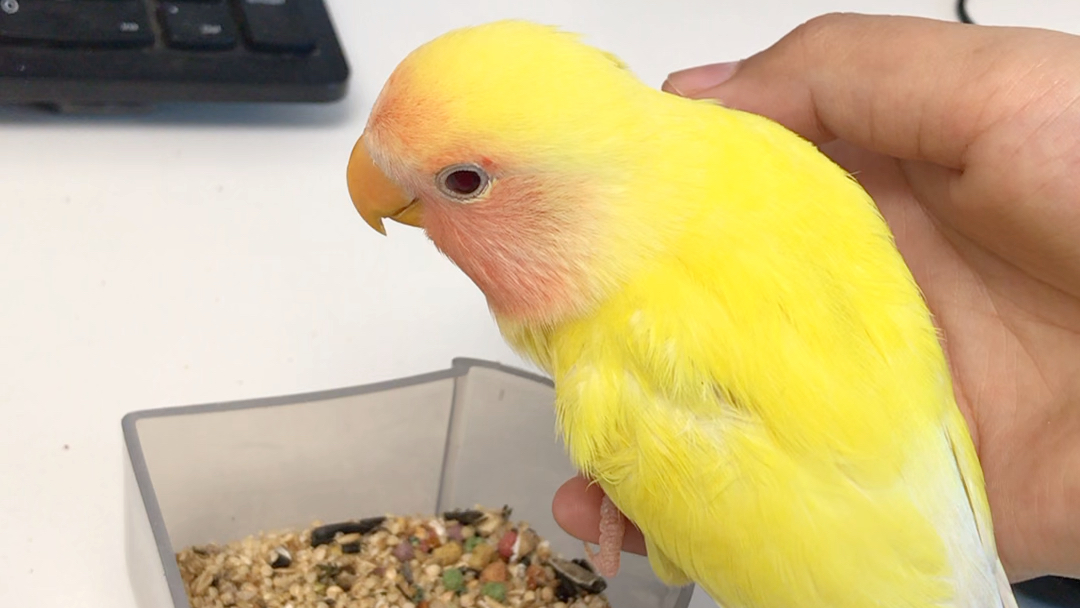 大头鸟鸟吃谷谷(飞走被抓回来后)