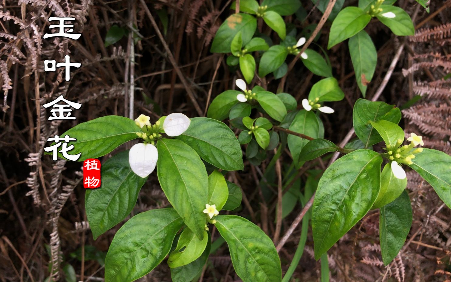 [图]“玉叶金花”又叫凉茶藤，夏天山里见到千万别错过，熬凉茶真不错！