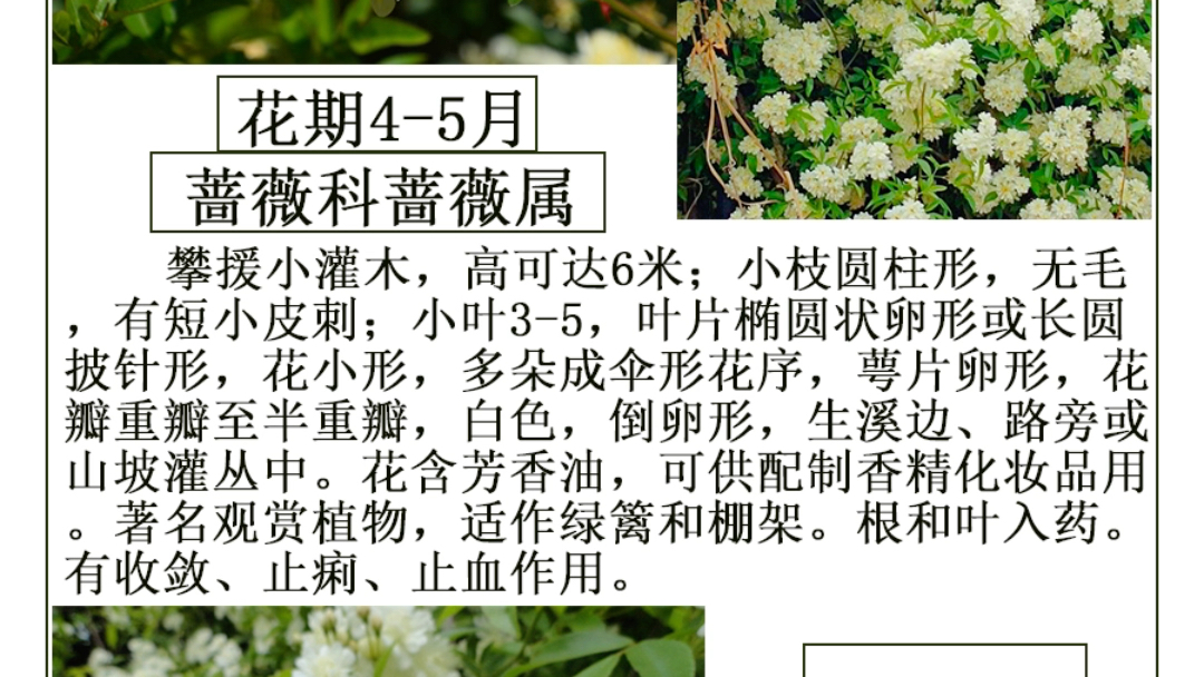 木香原产于印度,缅甸,巴基斯坦,从广东进口,称为广木香.