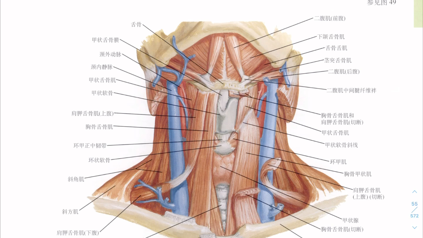 [图]Just用视频锁屏描个图，做完作业就删，图源奈特解剖学图谱