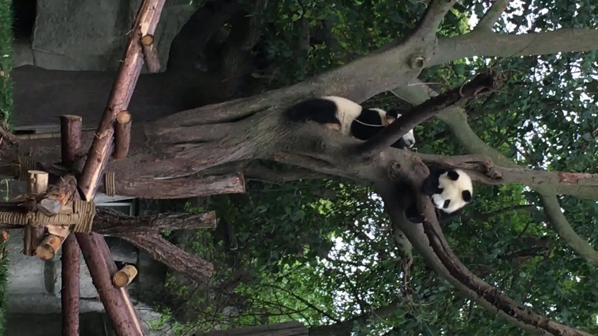 [图]20170416雅莉雅竹雅韵