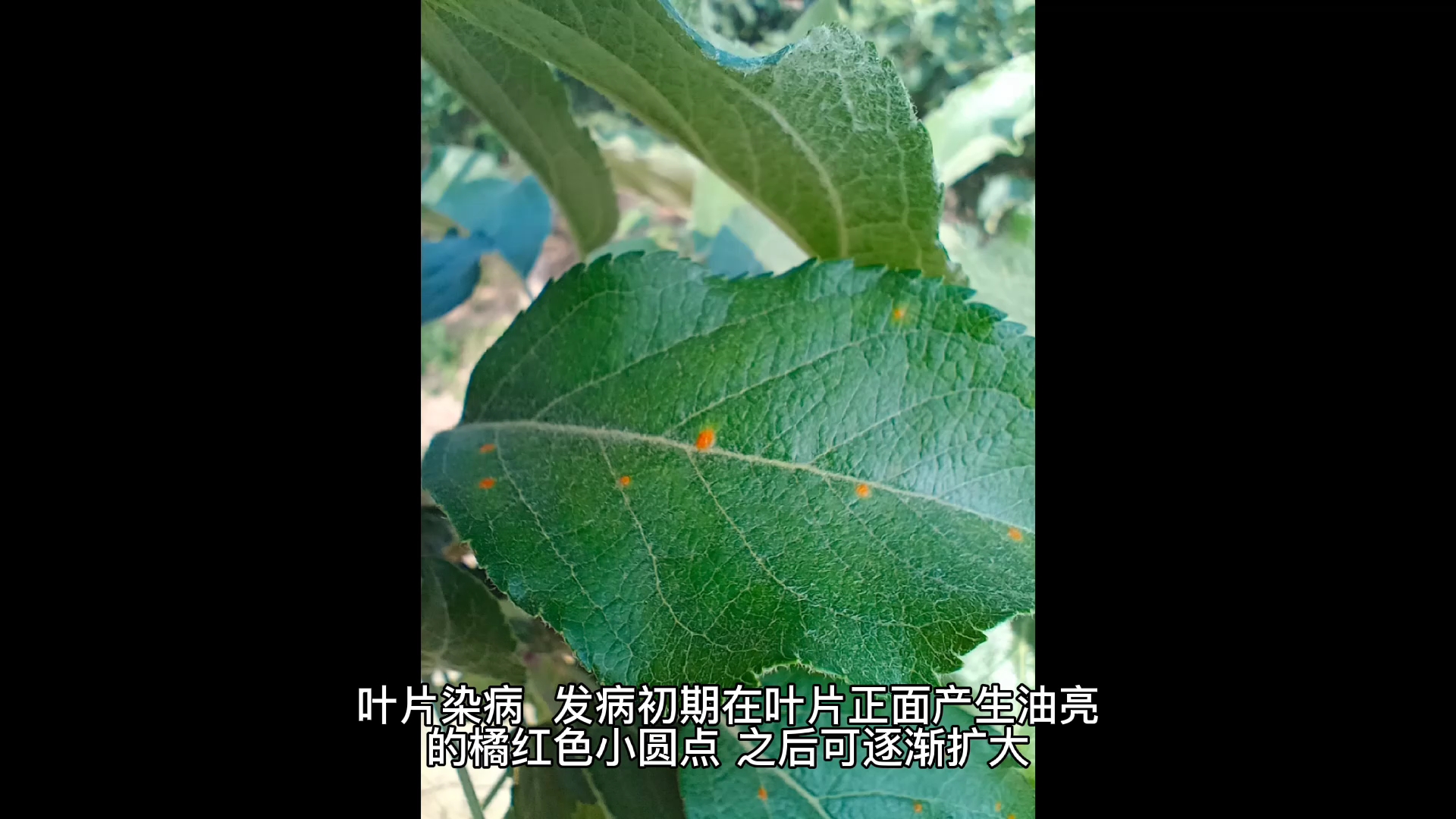 苹果锈病一、为害症状哔哩哔哩bilibili