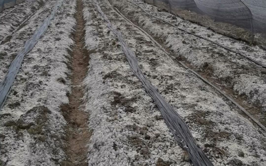 羊肚菌下地12天,菌丝长得非常不错,有高产的潜力
