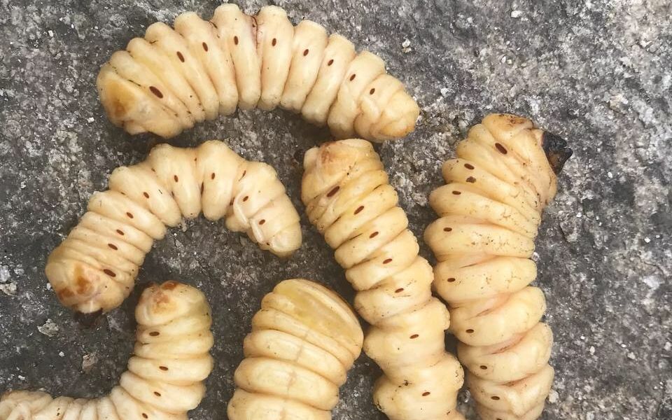 河南农村夫妇去大山深处找高蛋白虫子,一天才找到8个!