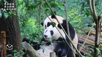 花花：妹妹来贴贴咬朵朵叶子：谁来救救我呀