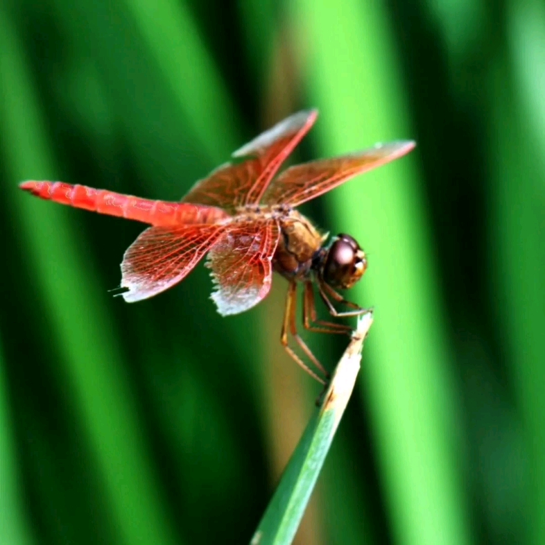 原创音乐,蜻蜓飞呀飞