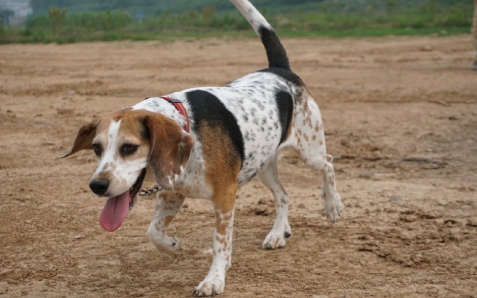 【比格犬】群獵犬自然要一群才好玩兒啊