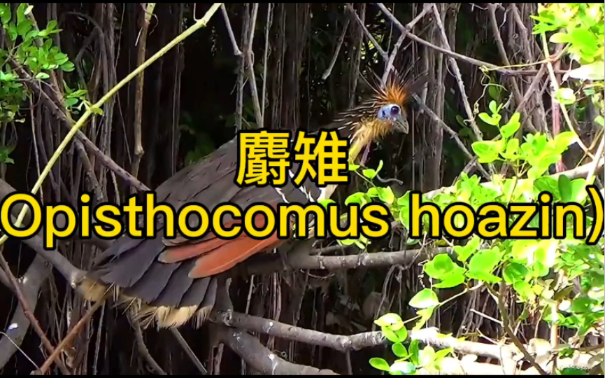 麝雉 Opisthocomus hoazin哔哩哔哩bilibili